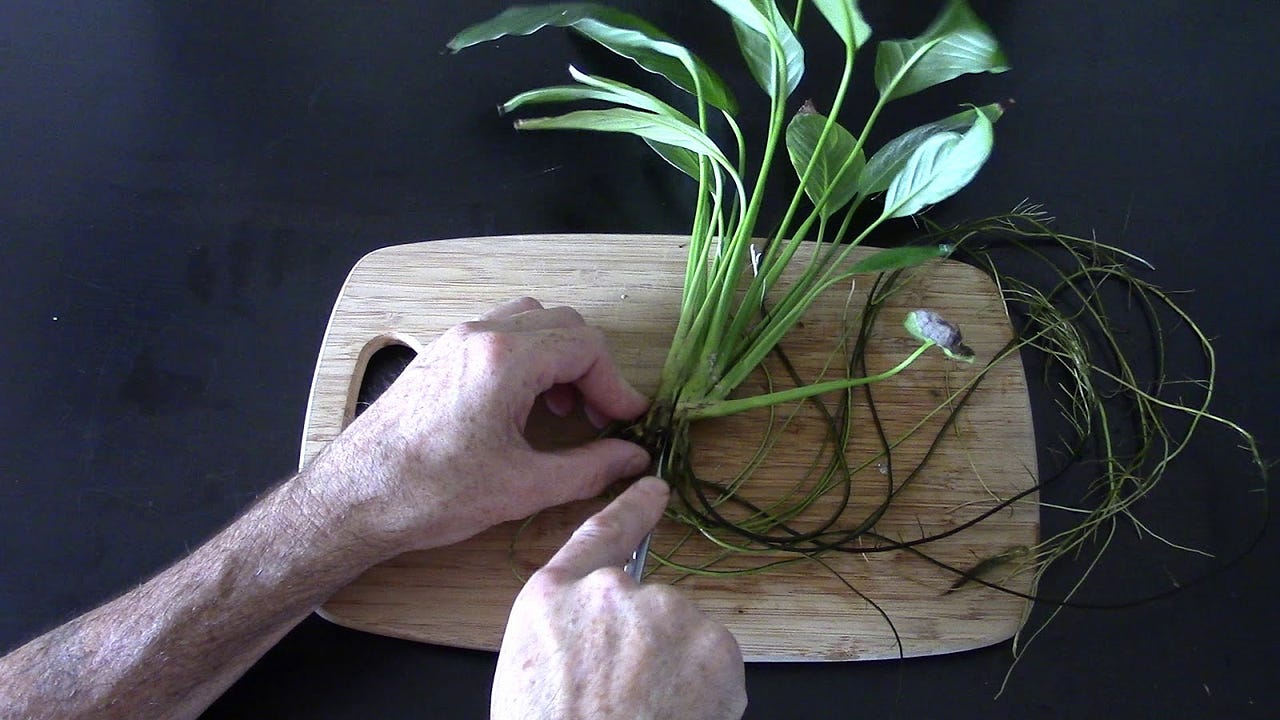 Aquaponics Peace Lily in aquarium by Michael Langerman Medium