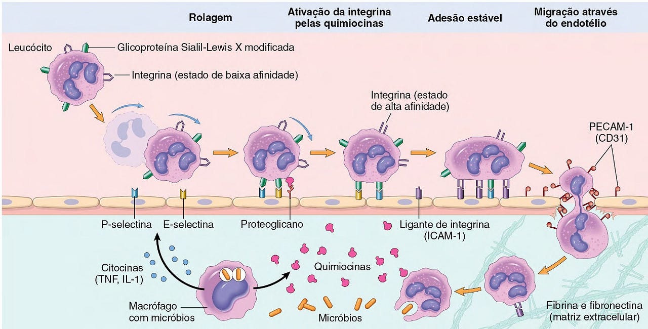 São Células Que Participam Do Processo Inflamatório Exceto