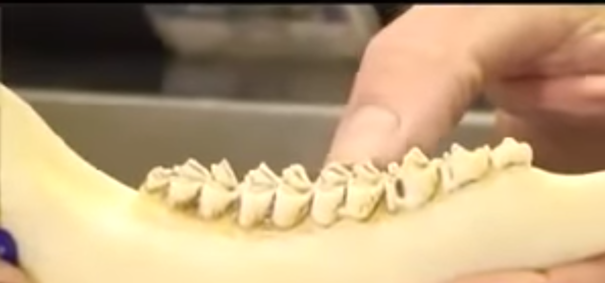 How to Remove Jaw Bone from Deer Aging? by John Gravel Medium