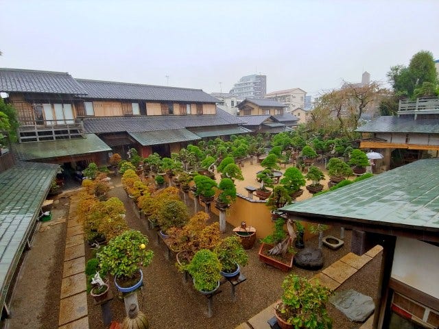 東京 新潟就要這樣玩 上 在東京市中心尋找市區休閒陸洲 春花園bonsai美術館 澀谷 代官山散策 By Hōjōki Medium