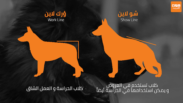 بيتس جوت ويب تقدم لكم ما لا تعرفه عن كلب الجيرمن شيبيرد Petsgotweb By Petsgotweb بيتس جوت ويب Medium