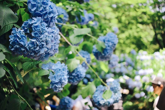 鎌倉 走進淡藍色的紫陽花海明月院 六月 日本的梅雨季 在這黏搭搭 陰晴不定讓人討厭的潮濕時節 唯獨有一種花剛好在這 By 島國日和