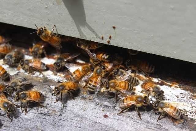 New Study: Does Bee Behaviour Relate to Inheritance? | by Kate ...