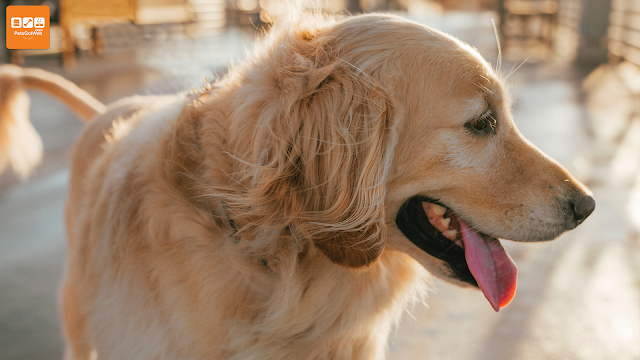ما لا تعرفه عن كلب الجولدن What Do You Know About Golden Retriever By Petsgotweb بيتس جوت ويب Medium