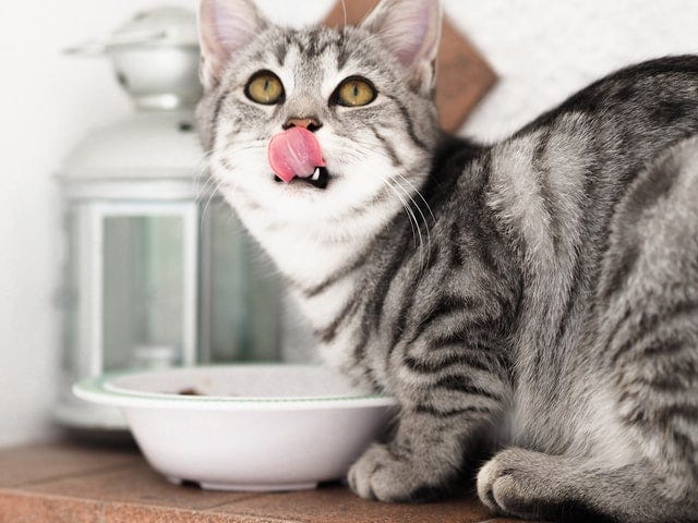 cat vomiting dry food