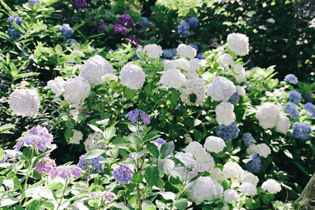 鎌倉 走進淡藍色的紫陽花海明月院 六月 日本的梅雨季 在這黏搭搭 陰晴不定讓人討厭的潮濕時節 唯獨有一種花剛好在這 By 島國日和