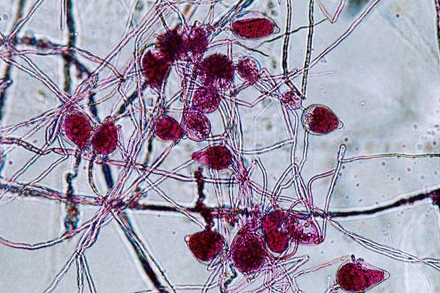 Phytophthora Root Rot Symptoms, Treatment, and Prevention  by