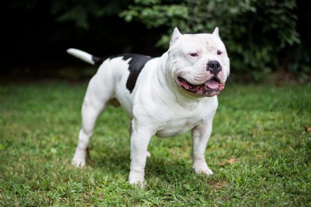 medium pitbull