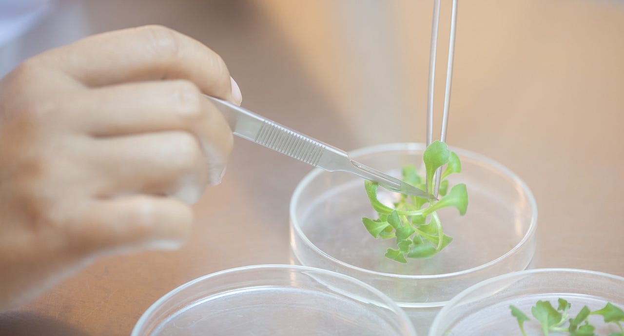 Cloning 101 Plant Tissue Culture by Hiral M. Chavre Medium