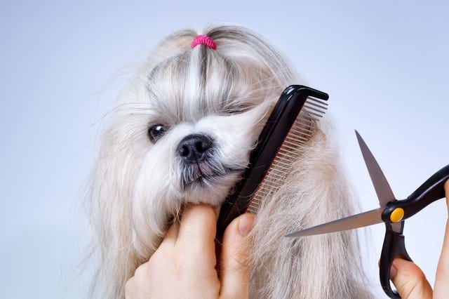 How Often Should I Groom My Dog Pawsh Medium