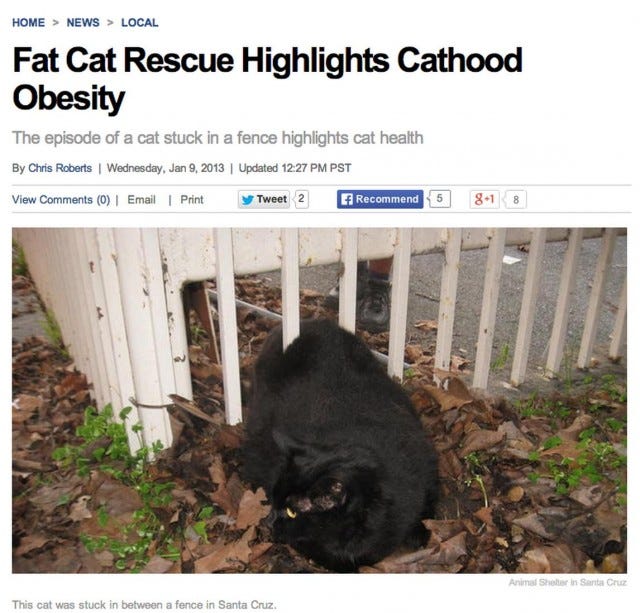 The Year In Cats Getting Stuck In Ridiculous Places