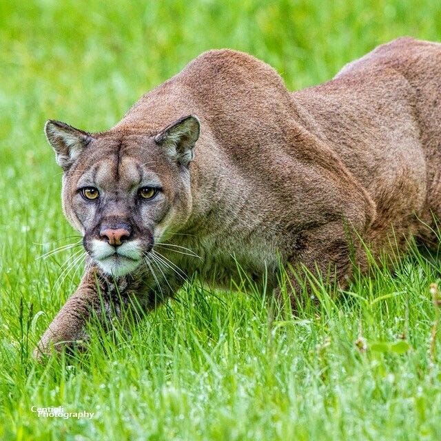 How to Avoid a Mountain Lion Attack | by Rayyan Ibrahim | Medium