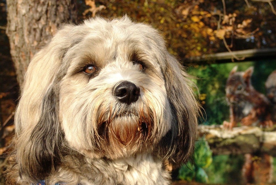 20 Dogs That Don’t Shed Hypoallergenic Dog Breeds by Aid Pets