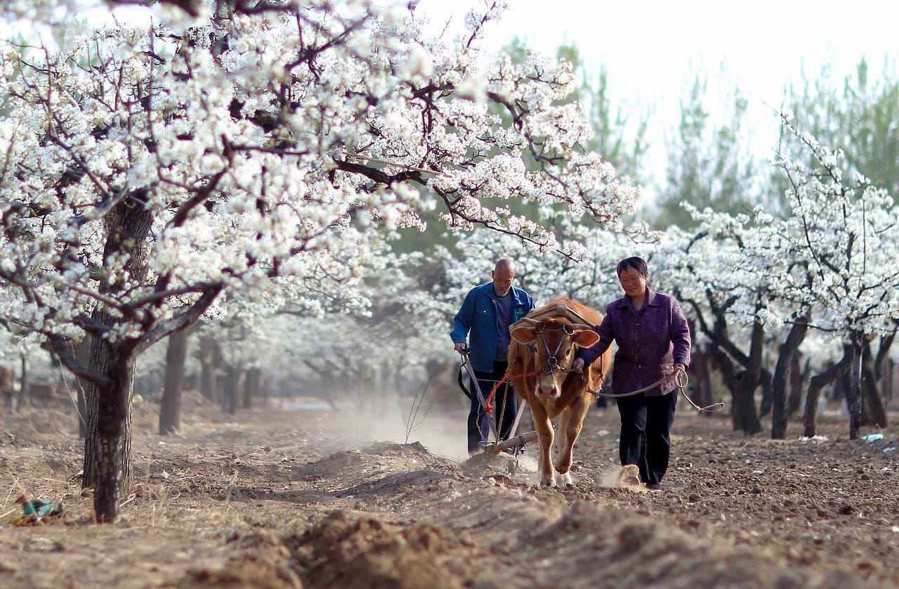 UN designates four Chinese farmlands as agricultural heritage sites ...