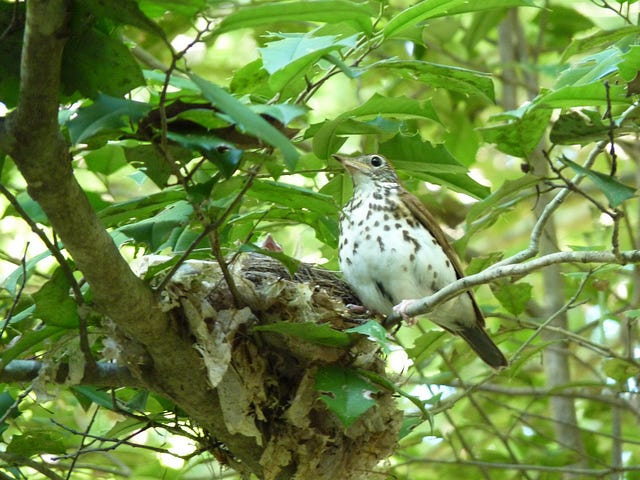 Four Fun Facts about the Wood Thrush | by Rock Creek Conservancy | Rock