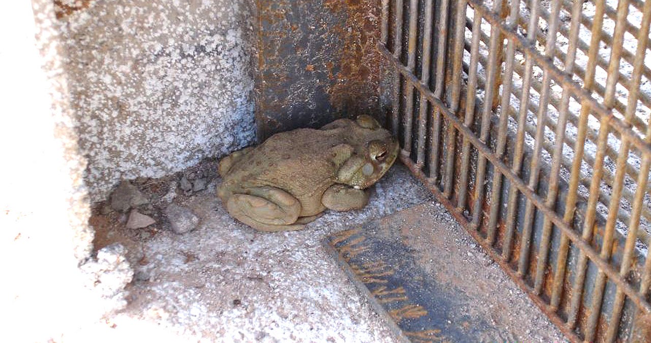 5 Animals Threatened by the Border Wall | by Cybele ...