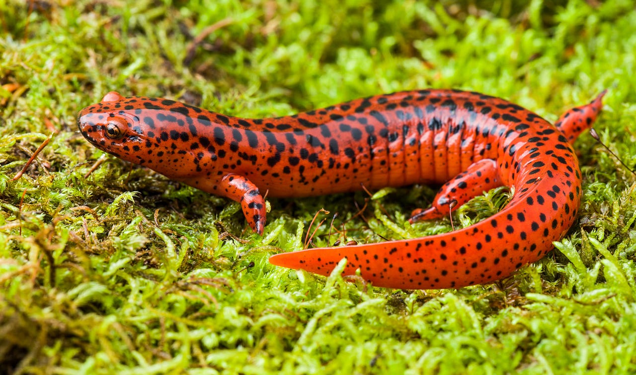 Species Spotlight: Northern Red Salamander | by Mohonk Preserve | Medium