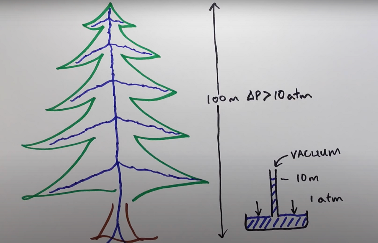 How Big Can Trees Get?. Will We Ever See Trees the Size of… by Zia
