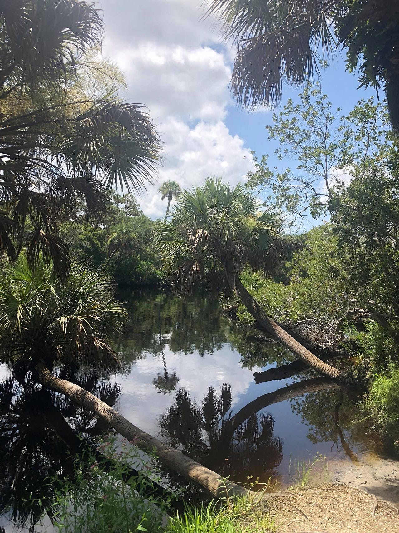 Storms of Toxic Wasteland Brewing In Florida | by Michelle ...