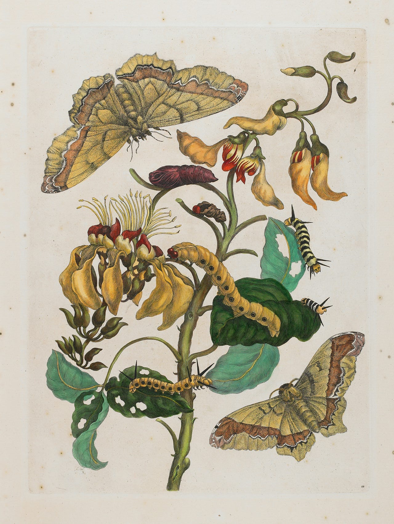 Merian’s Metamorphosis. A closer look as the art and science of… | by ...