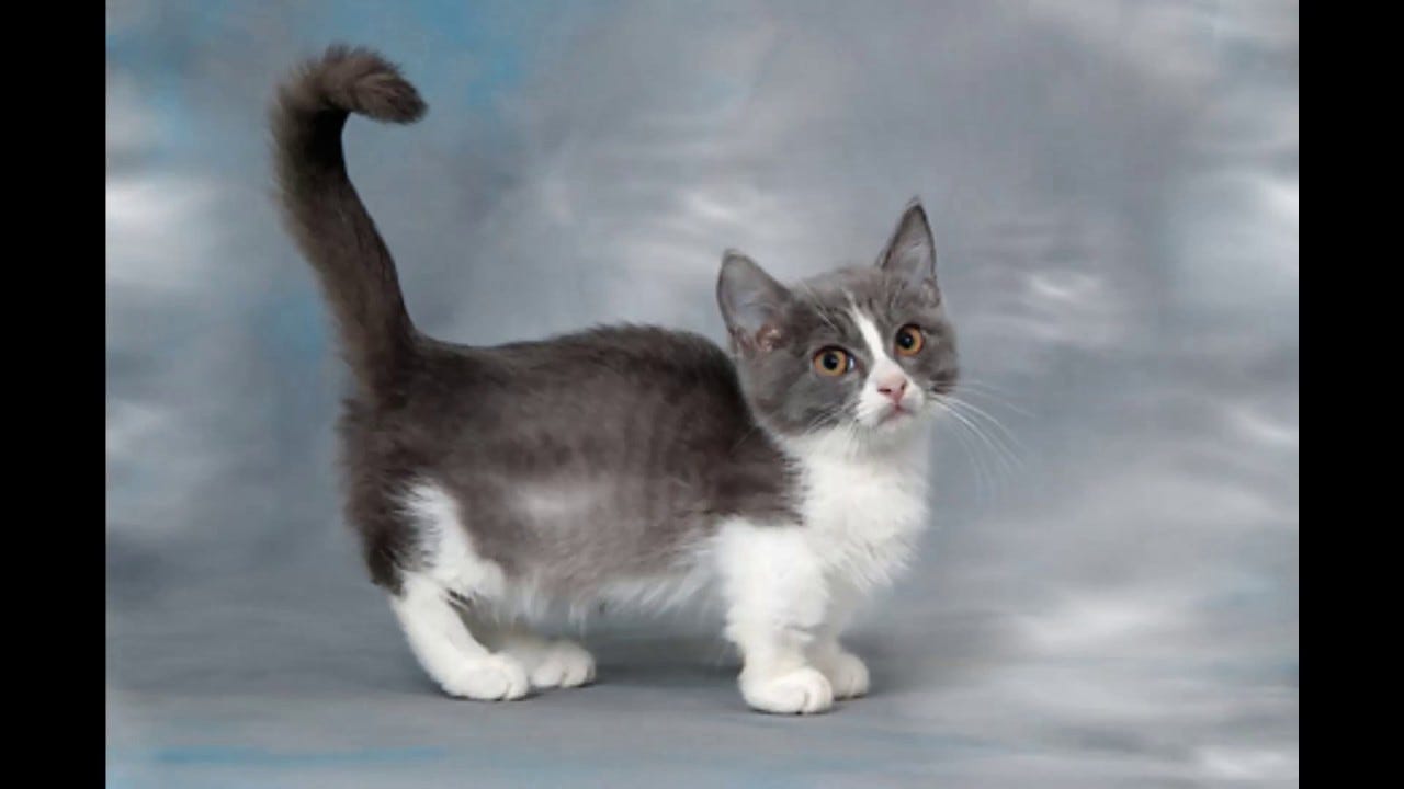 Health Issues with “Munchkin Cats” by Zonay Loud Updates Jul