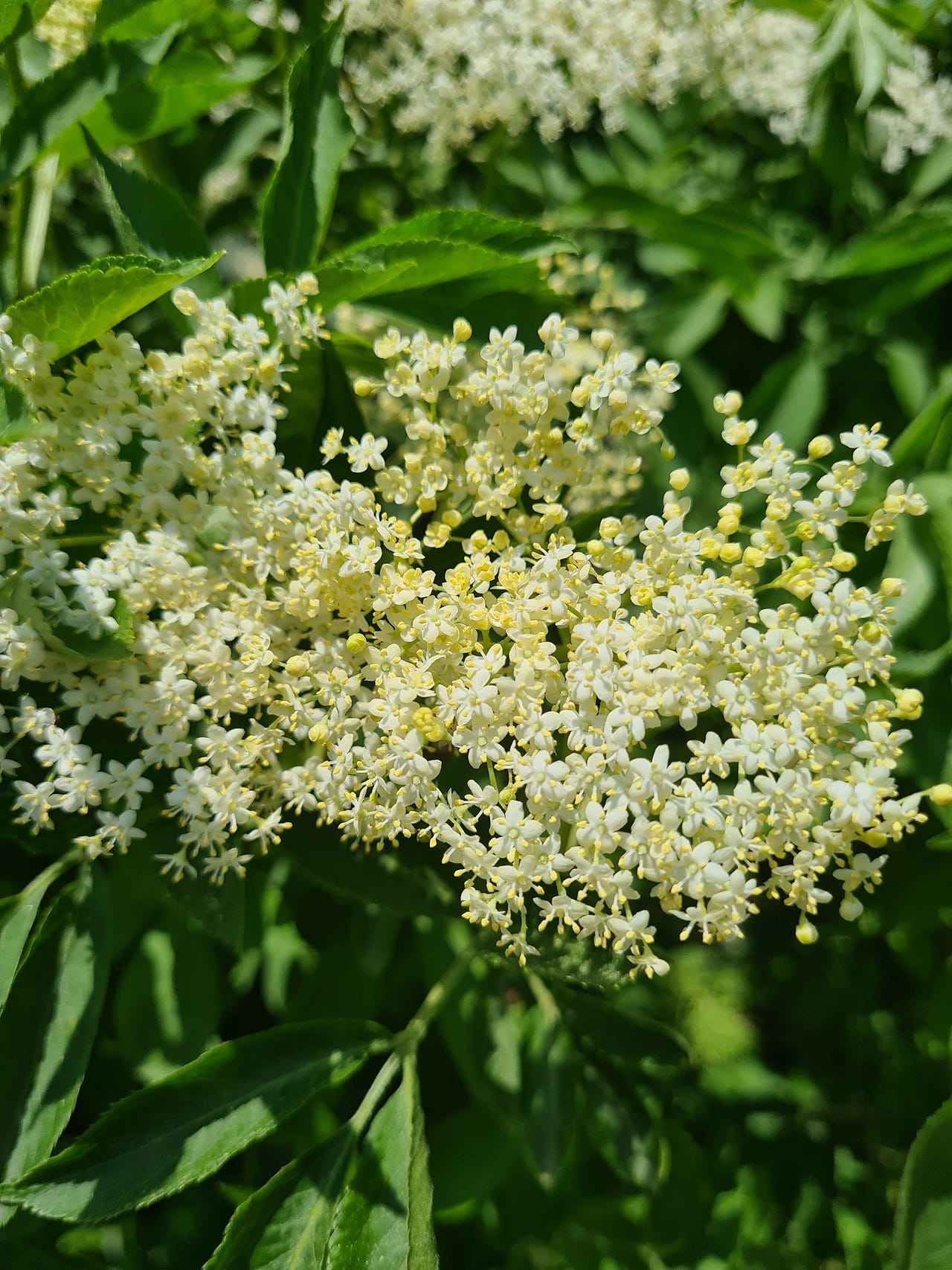 Elderberry Flowers syrup Diana Lotti Weeds & Wildflowers