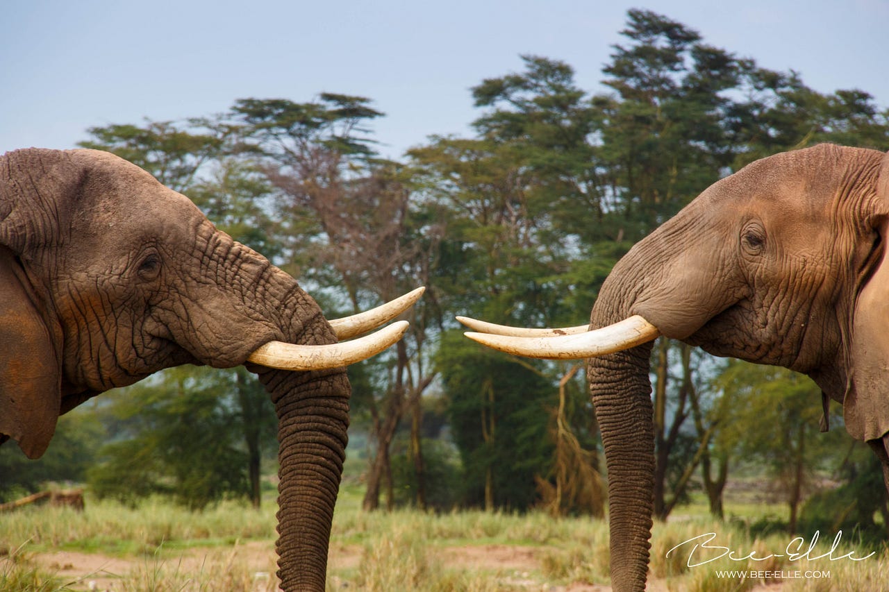 Elephants are smarter than realised but are humans smart enough to