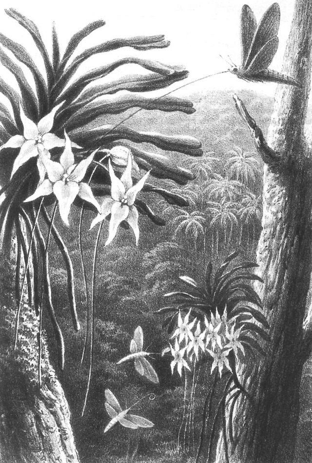 Darwin’s Orchids. This fascinating flower is perhaps the… by Isabella