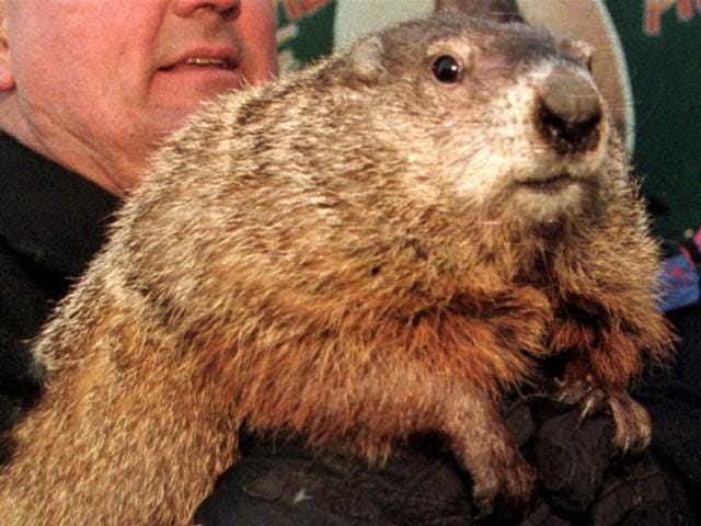 Famous Tv And Movie Animals Say Harvey Weinstein Sexually Molested Them Too By Allan Ishac Medium