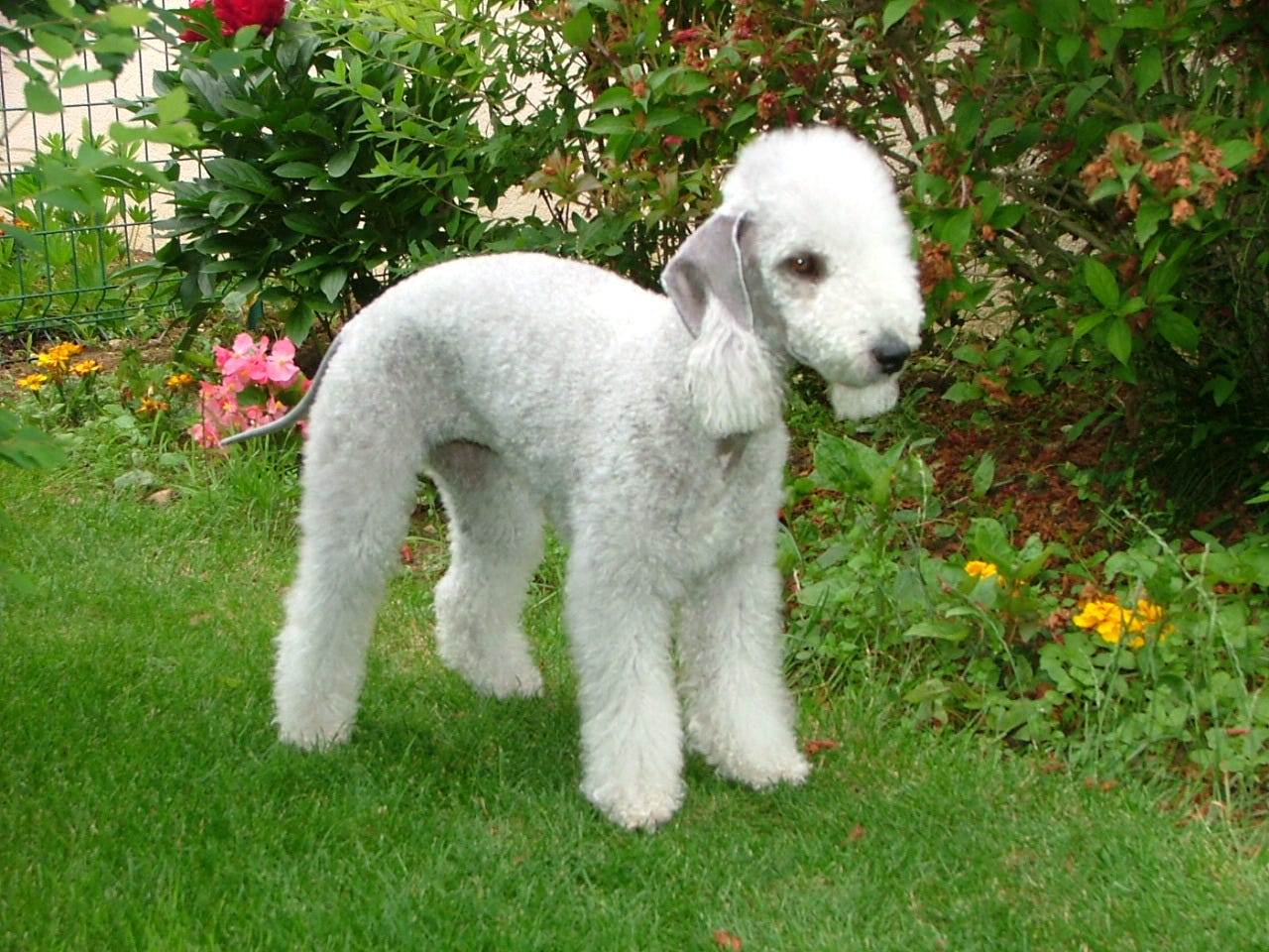 bedlington dating)