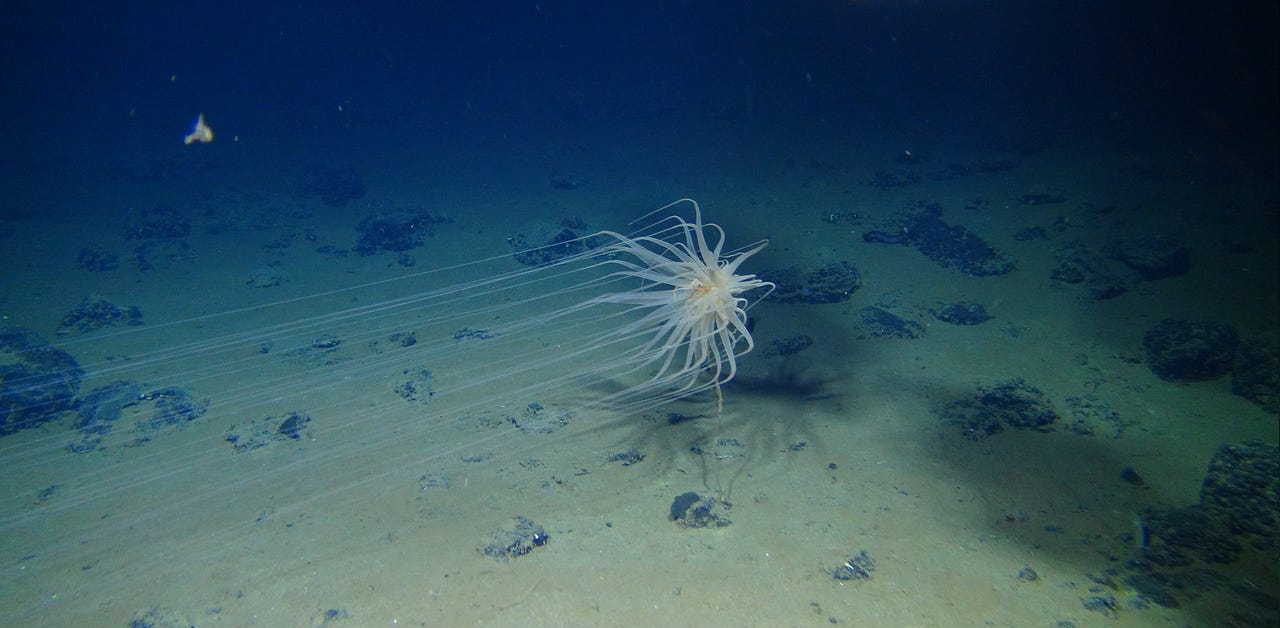 The Mysteries Of The Abyssal Zone By Cuyler Yu Medium
