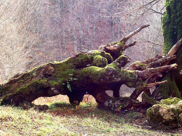 A long-fallen, dead tree with jagged branches covered in moss
