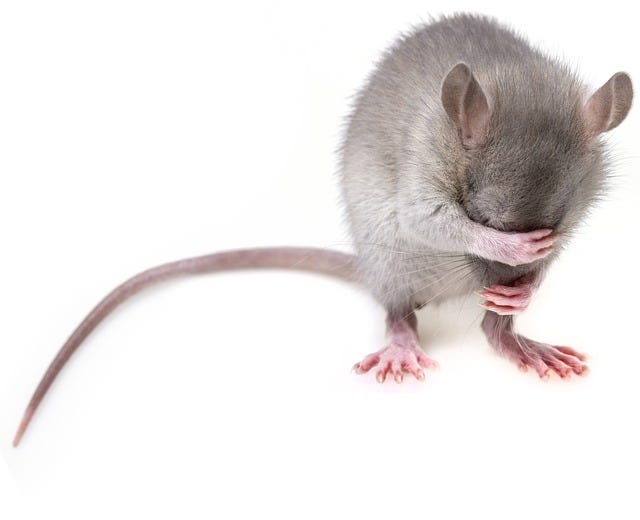 Discouraged-looking mouse