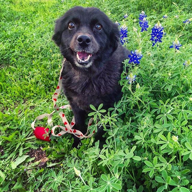 A smiling black chow-mix dog sits among green leaves and blue flowers