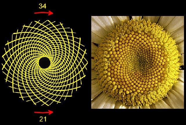 Fibonacci I first learned about this interesting… | by Wolfgang Pfretzschner | Medium