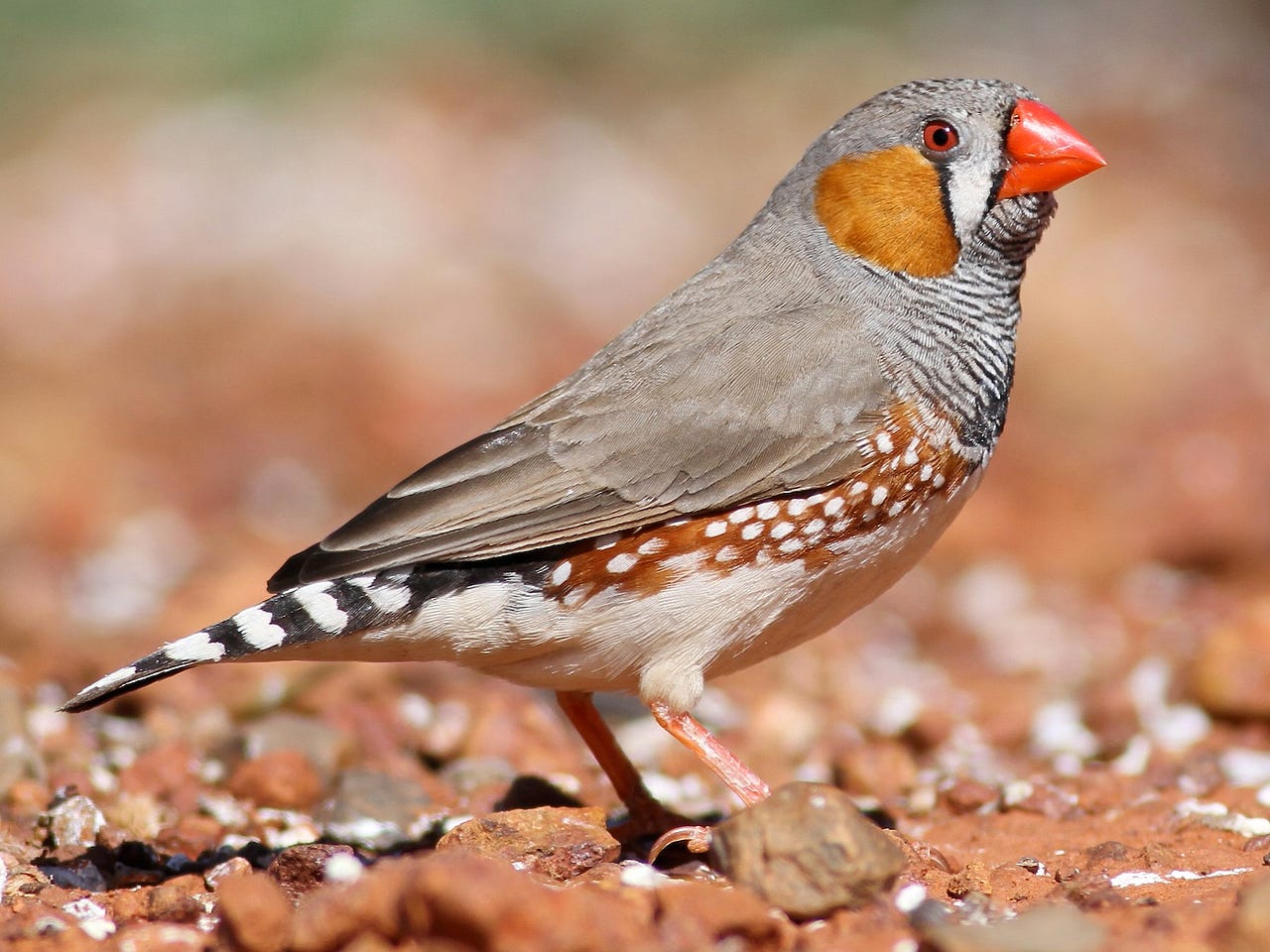 Top 5 most beautiful pet finches. Finches are lovely pets, inside and