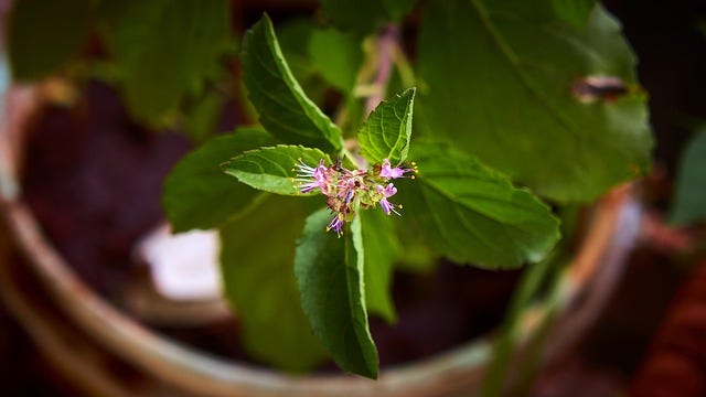 Holy Toledo! Wanna’ Know The Astounding Bidirectional Power of Holy Basil? by Nancy Blackman. holy basil, herbs, herb, holy basil, health, herbal health, food, india