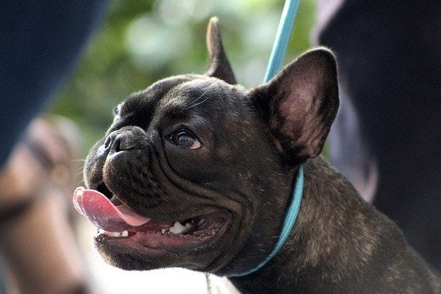 How to Kennel Train a Puppy