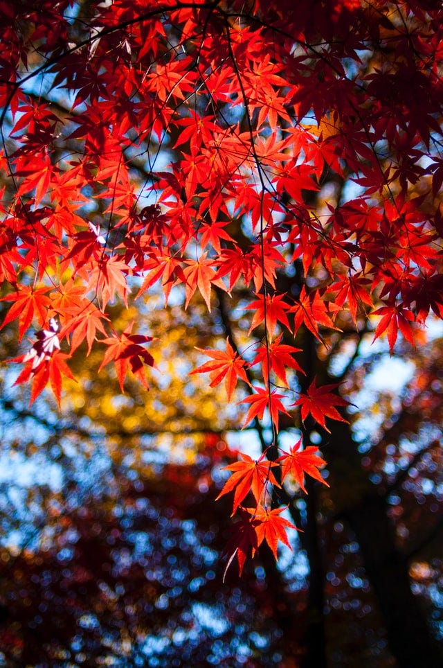 A maple tree