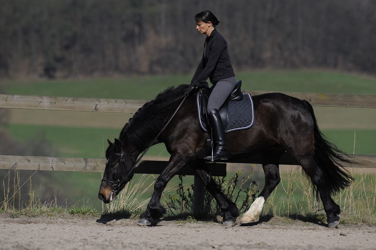 Vielen Reitern stellt sich die Frage, wie sie ihr junges Pferd anreiten