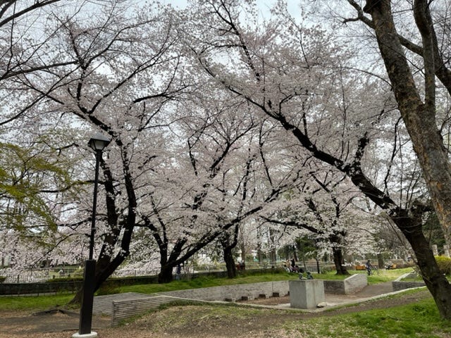 Blooming Sakura in Wadabori Park in Tokyo — Cherry Blossoms