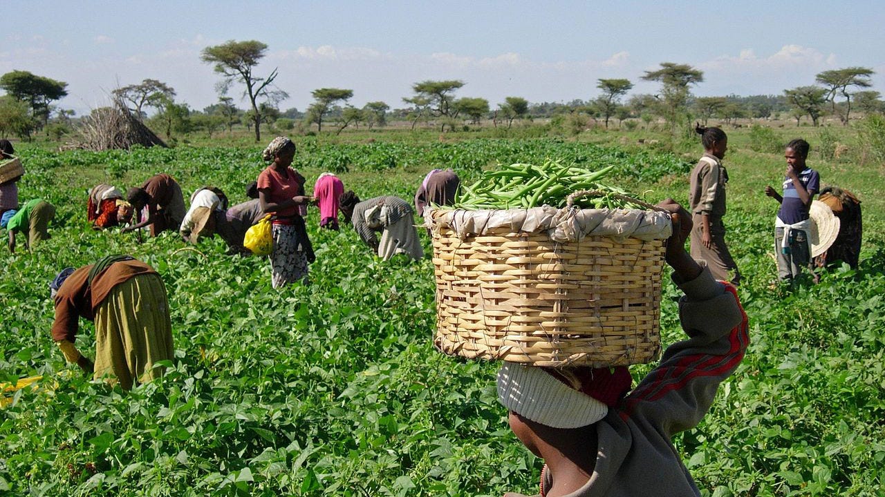 research on improving agricultural yields in africa answers