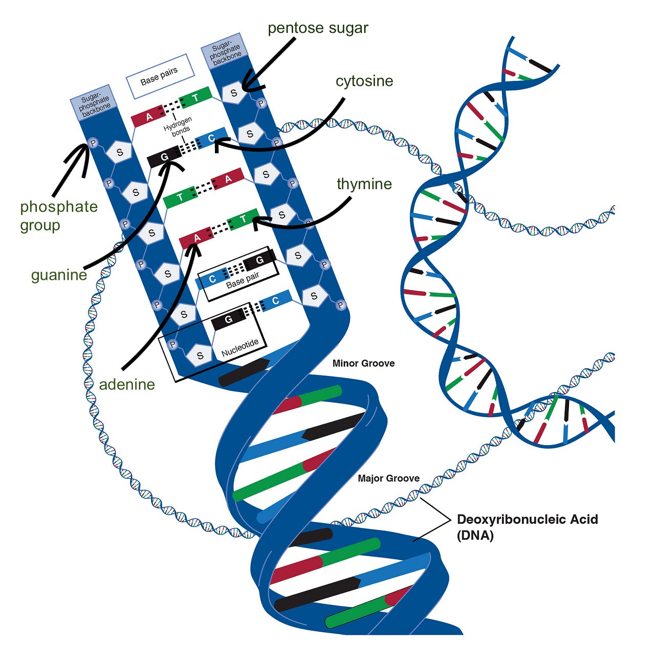 รวมกัน 95+ ภาพพื้นหลัง การ เชื่อม ต่อ สาย Dna ด้วย เอนไซม์ Dna ไล เกส ...