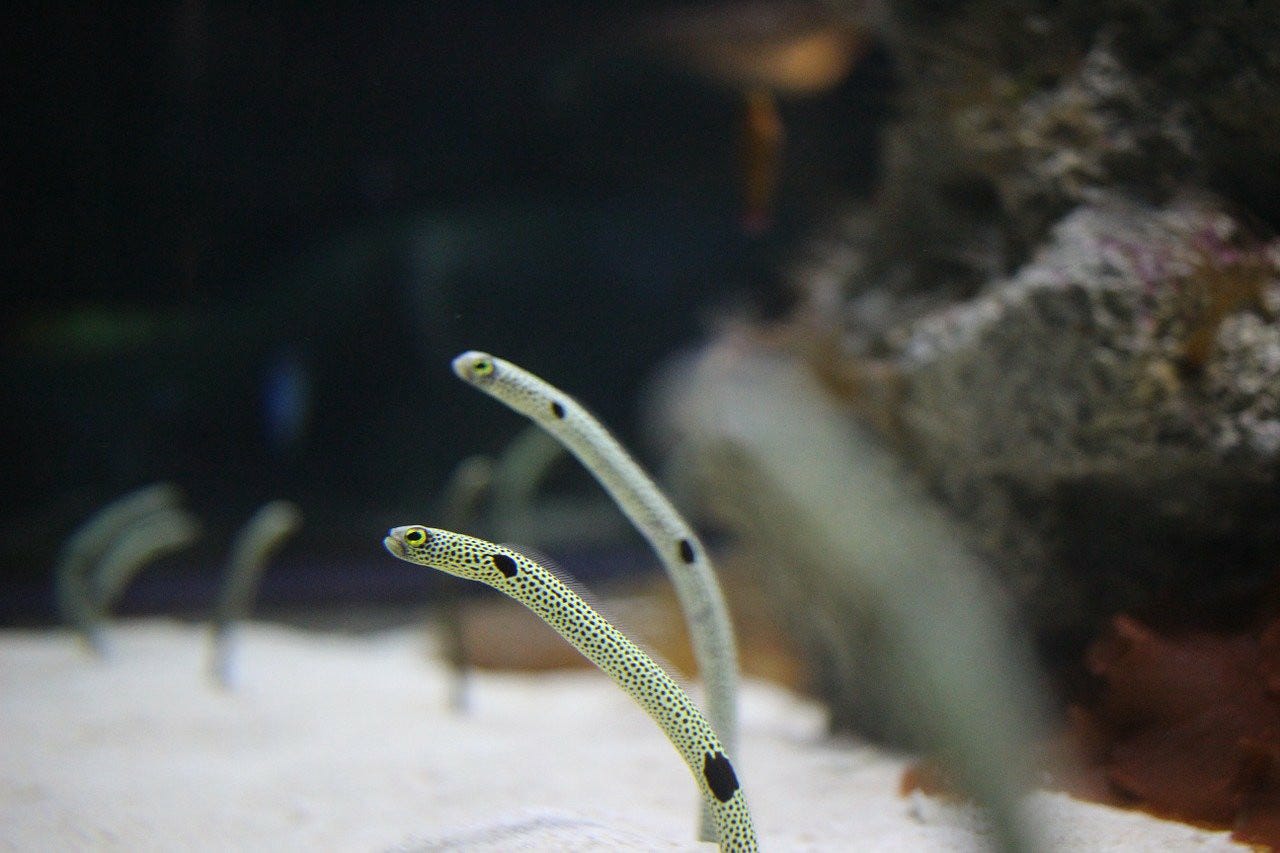 疫情來襲連動物園水族館的動物們也遭殃 這次的疫情不但造成人們生活的不便 連住在動物園以及水族館的動物們也跟著遭殃 園區 By Joel Fukuzawa Medium