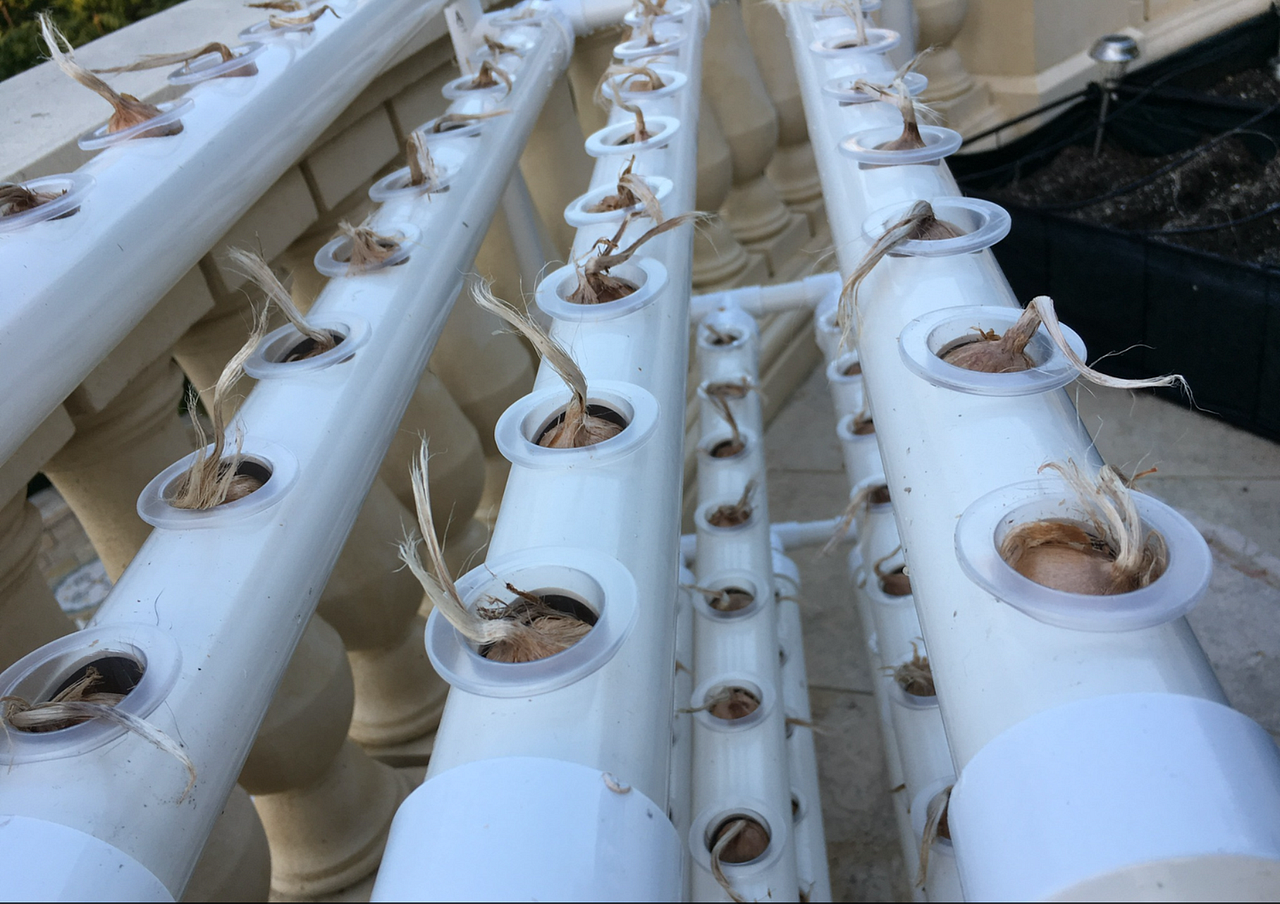 Hydroponic Saffron Cultivation and the Effects of Soil Salinity by