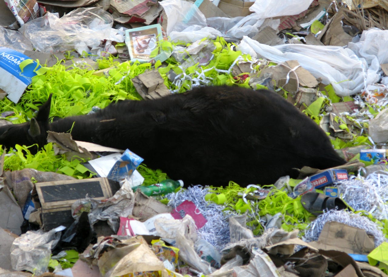 10 Ultimate Points on Disadvantages of Plastic Bags by catch