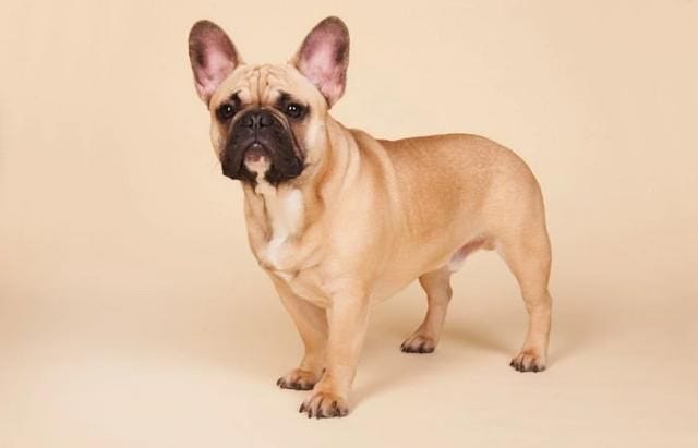 dog breeds short height