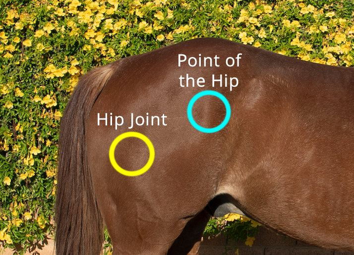 Is Your Horse’s Hip “OUT”?. Knowing the anatomy of your horse is… by