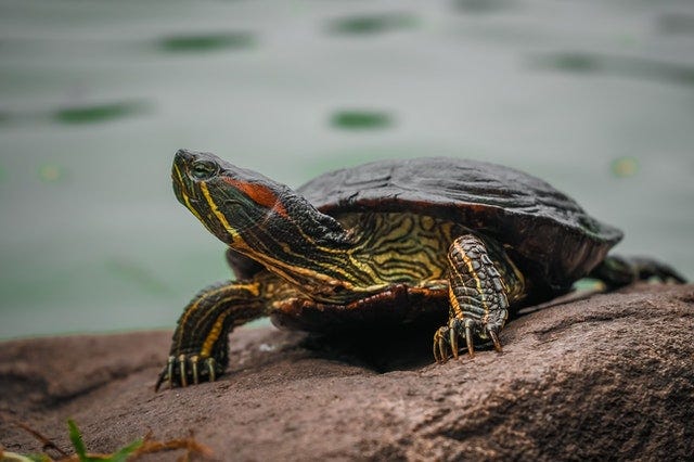 A turtle with its head craned to the left of the picture. It’s sitting on a rock with water in the background.