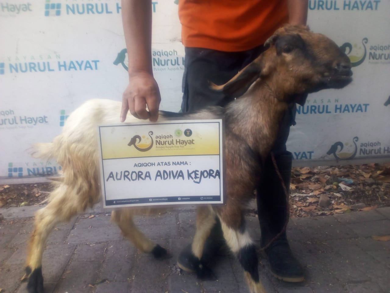 - paket aqiqah — harga kambing aqiqah 2020 — doa aqiqah